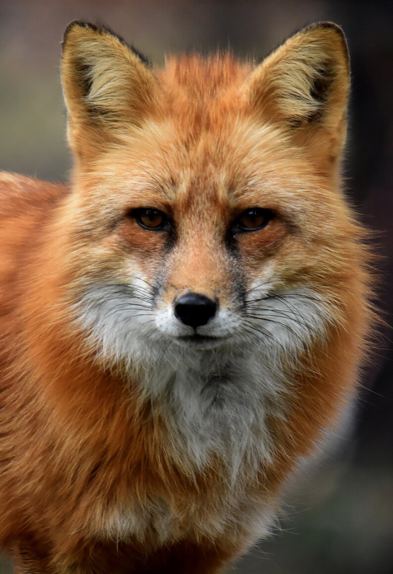 Renard Rouge-430 pc Whimsy Wood Puzzle-Lisa Richlin-Davis ...