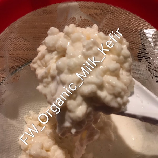 1 Tsp Live Organic Milk Kefir Grain