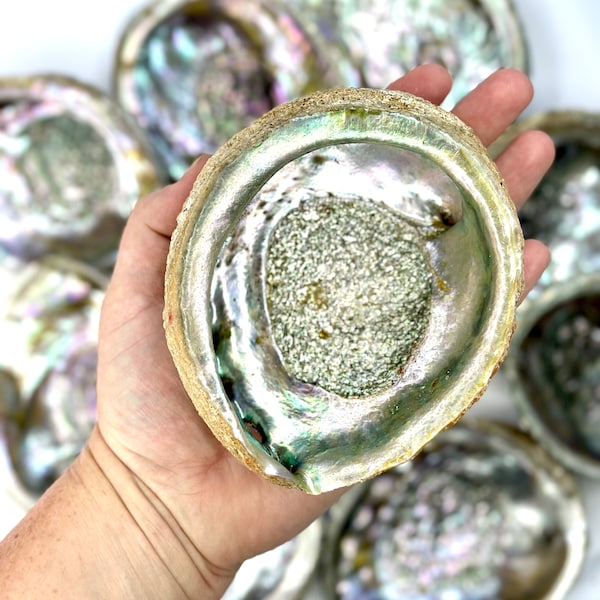 Abalone Shell, Large Abalone Shell, Premium Abalone Shell, Natural Abalone Shell, Rainbow Abalone Shell