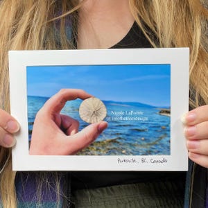 Carte pliante - Dollar des sables - 01105