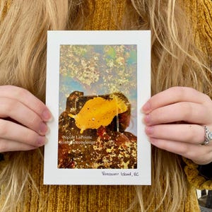 Carte pliable - Limace de mer citronnée - 01023