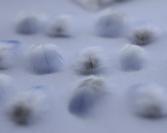 Naturally Dropped Budgie Feathers