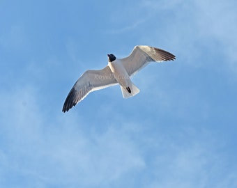 Seagull Photo | Etsy