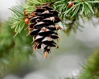 Pine Cone Photography,Digital Download.