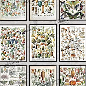 Adolphe Millot Remastered: Botanical Posters Flowers, Fruit, Vegetables, Eggs, Mushrooms, Birds, and Shells Vintage French Art Poster Prints image 1