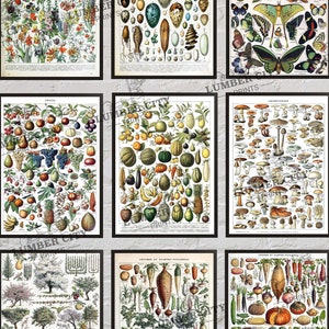 Adolphe Millot Remastered: Botanical Posters Flowers, Fruit, Vegetables, Eggs, Mushrooms, Birds, and Shells Vintage French Art Poster Prints