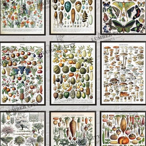 Adolphe Millot Remastered: Botanical Posters Flowers, Fruit, Vegetables, Eggs, Mushrooms, Birds, and Shells Vintage French Art Poster Prints image 1