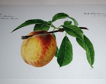 Peach Print: Vintage Remastered Botanical Art Pomology Illustration Watercolor Poster Museum Quality Archival Giclée Heriloom Restored