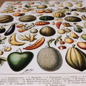 Adolphe Millot Remastered: Botanical Posters Flowers, Fruit, Vegetables, Eggs, Mushrooms, Birds, and Shells Vintage French Art Poster Prints image 10