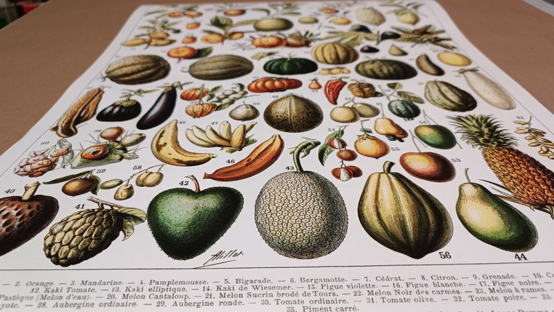 Adolphe Millot Remastered: Botanical Posters Flowers, Fruit, Vegetables, Eggs, Mushrooms, Birds, and Shells Vintage French Art Poster Prints image 10