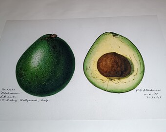 Avocado Print: Vintage Remastered Botanical Art Pomology Illustration Watercolor Poster Museum Quality Archival Giclée Heriloom Restored