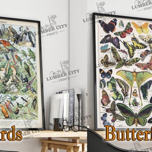 Pictured left: Birds. Pictured right: Butterflies. Adolphe Millot Botanical Prints