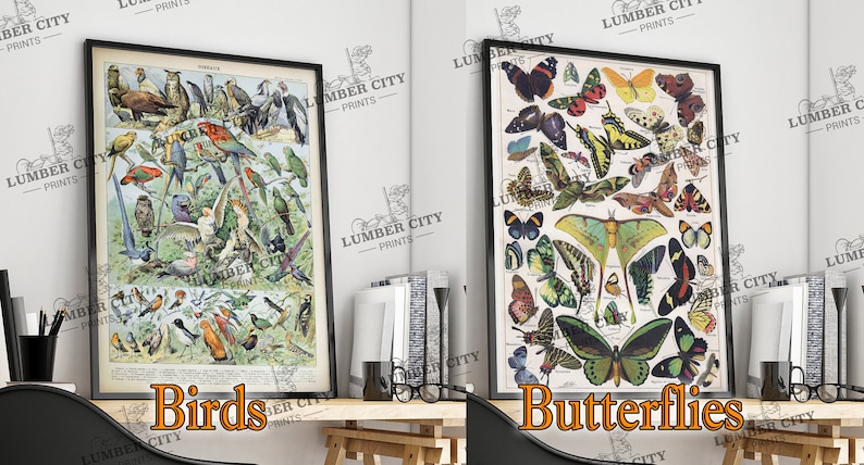 Pictured left: Birds. Pictured right: Butterflies. Adolphe Millot Botanical Prints