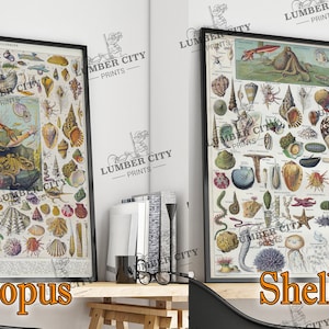 Pictured left: Octopus. Pictured right: Shells. Adolphe Millot Botanical Prints