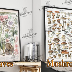 Pictured left: Leaves. Pictured right: Mushrooms. Adolphe Millot Botanical Prints