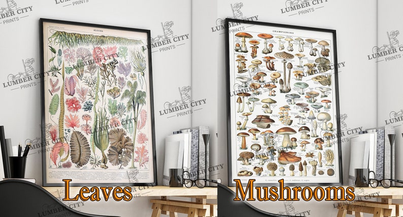 Pictured left: Leaves. Pictured right: Mushrooms. Adolphe Millot Botanical Prints