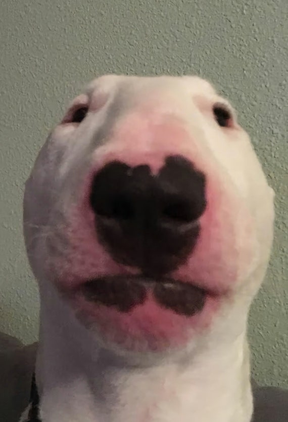 Walter Nelson the Dog Poster 13 X 19 Front Etsy Australia