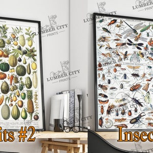 Pictured left: Fruits #2. Pictured right: Insects. Adolphe Millot Botanical Prints