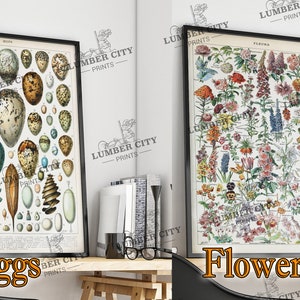 Pictured left: Eggs. Pictured right: Flowers #1. Adolphe Millot Botanical Prints