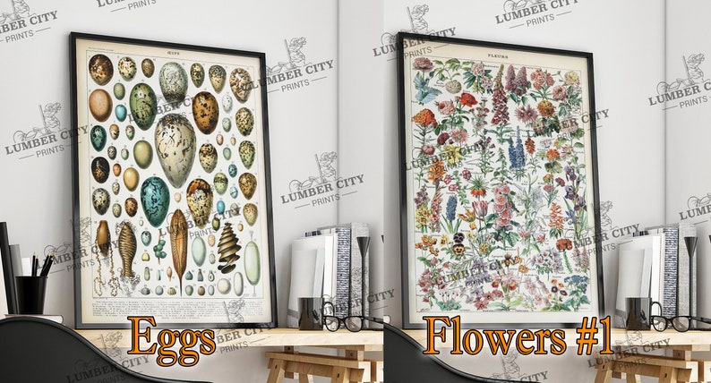 Pictured left: Eggs. Pictured right: Flowers #1. Adolphe Millot Botanical Prints