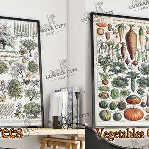 Pictured left: Trees. Pictured right: Vegetables Garden. Adolphe Millot Botanical Prints