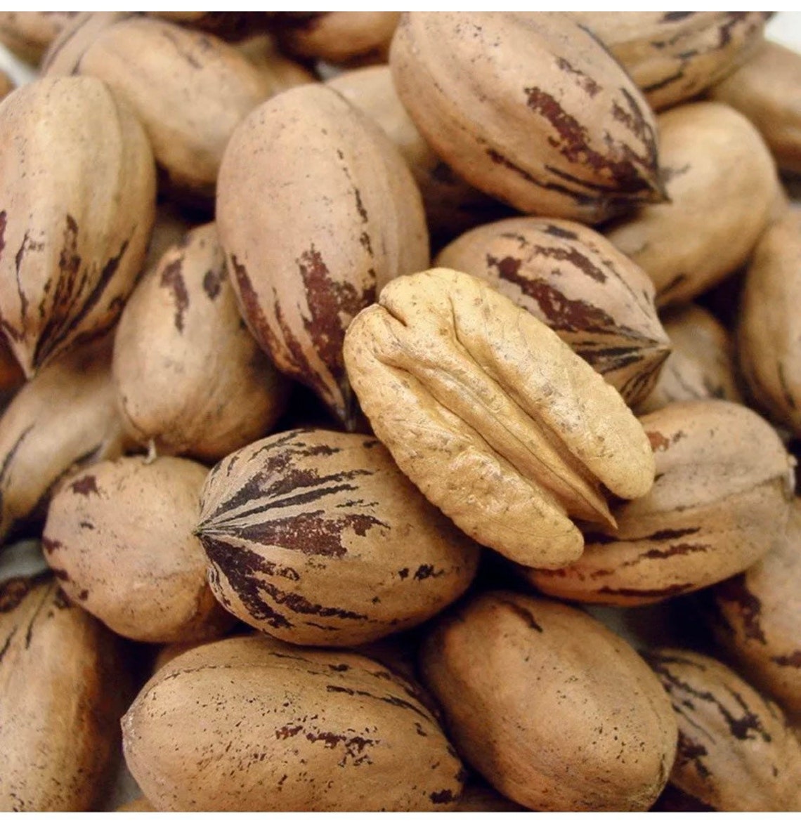 Texas Pecans Whole With Shell Fresh Crop Easy to Crack Organic Etsy