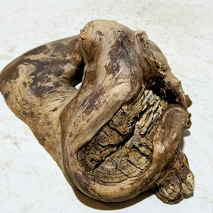 Könnte beinhalten: Ein Stück Treibholz mit einer natürlichen, organischen Form. Das Holz hat eine Mischung aus hellen und dunklen Brauntönen mit sichtbarer Maserung und Textur. Ein Loch geht durch die Mitte des Holzes. Das Schnittende zeigt die Jahresringe.