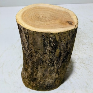 Könnte beinhalten: Ein natürlicher Holzstumpf mit einer hellbraunen, kreisförmigen Oberseite und einer rauen, strukturierten Rindenaußenseite. Der Stumpf ist etwa 30 cm hoch und könnte als kleiner Tisch oder Dekoration verwendet werden.