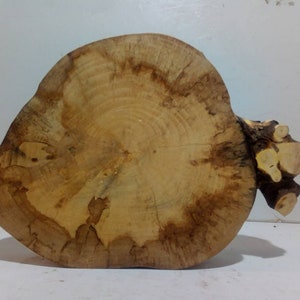 Könnte beinhalten: Eine große, runde Holzscheibe in natürlicher, hellbrauner Farbe mit einer rauen, strukturierten Oberfläche. Die Scheibe hat ein charakteristisches Maserungsmuster und einen kleinen, unregelmäßigen Ast, der von einer Seite absteht.