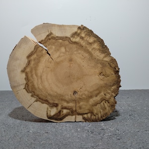 Tree disc, wood disc, wood, wood decoration, craft wood, unprocessed, bush cherry, for sanding yourself, D: 19.1-24.5 cm