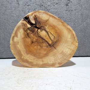 Tree disc, wooden disc, wood, wooden decoration, handicraft wood, wood, decoration, bush-hammered willow, D: 21-25.3 cm
