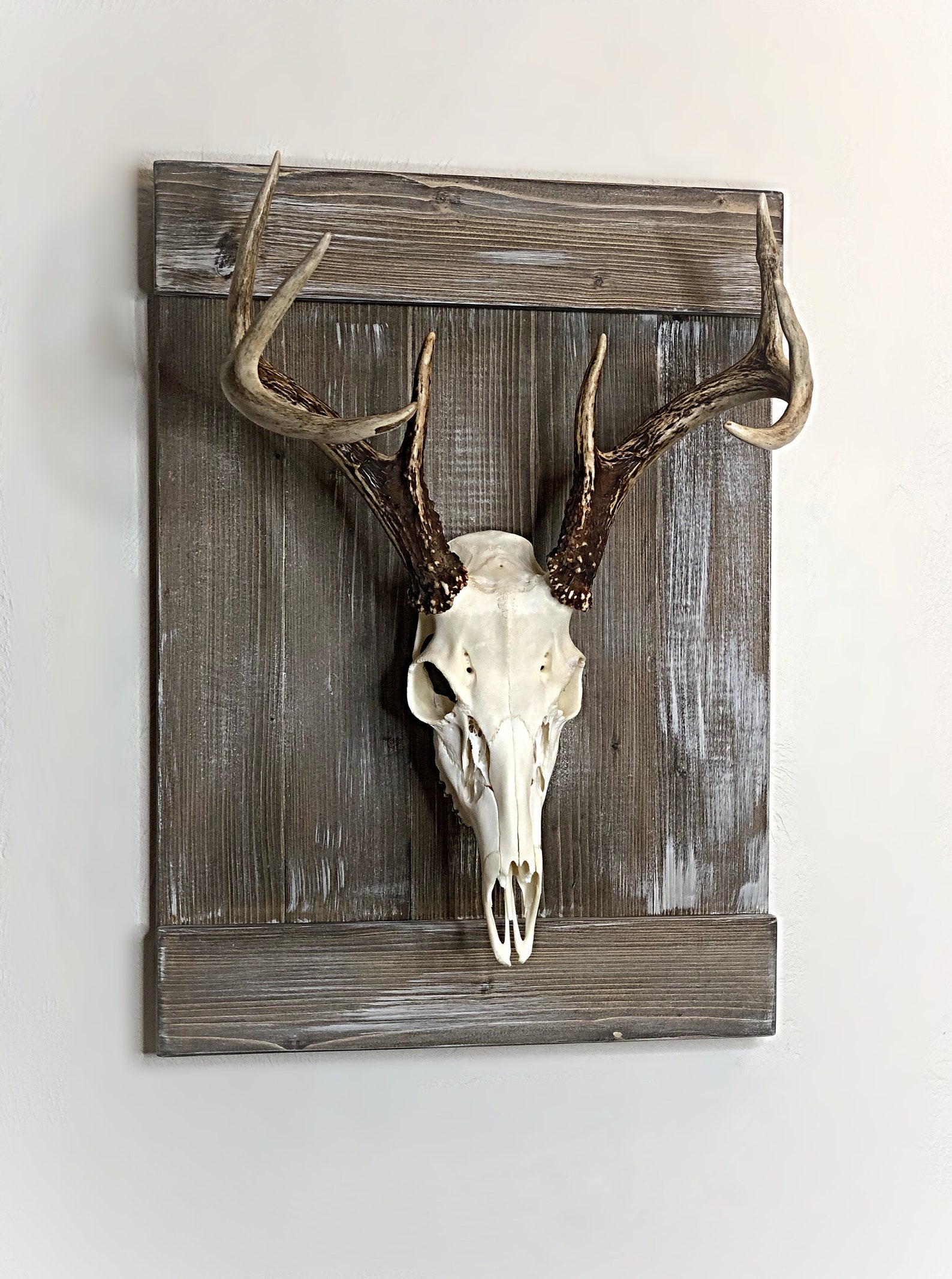 Shutter Style Deer European Skull Mount Wood Plaque Wall | Etsy