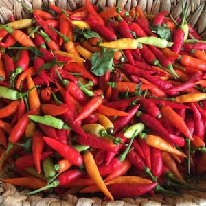 Aji Picante , semillas, over  30 organic  seeds , Puerto Rico