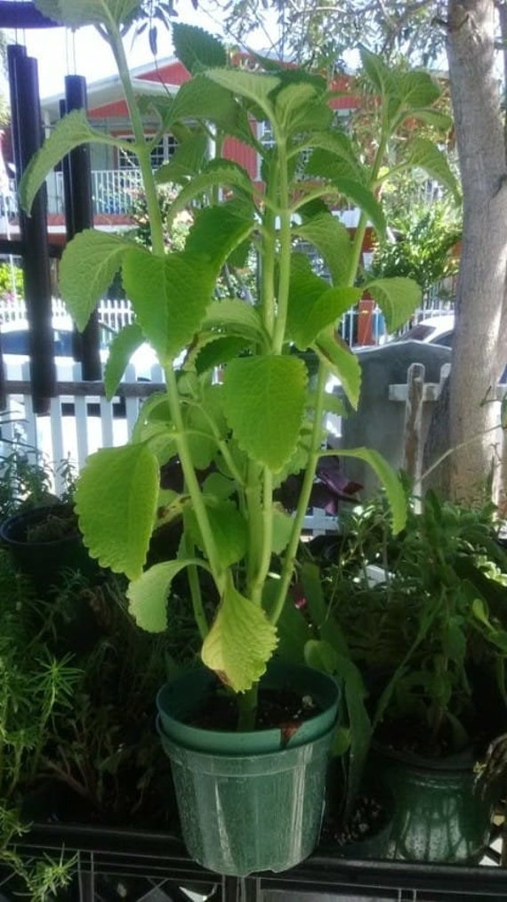 Oregano brujo planta con raices y hojas Etsy