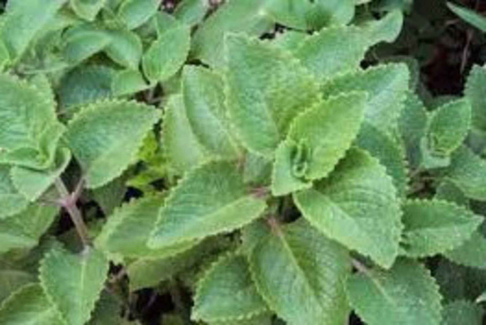 Oregano Brujo Planta Con Raices Y Hojas Etsy