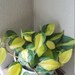 Christina reviewed Philodendron Brasil