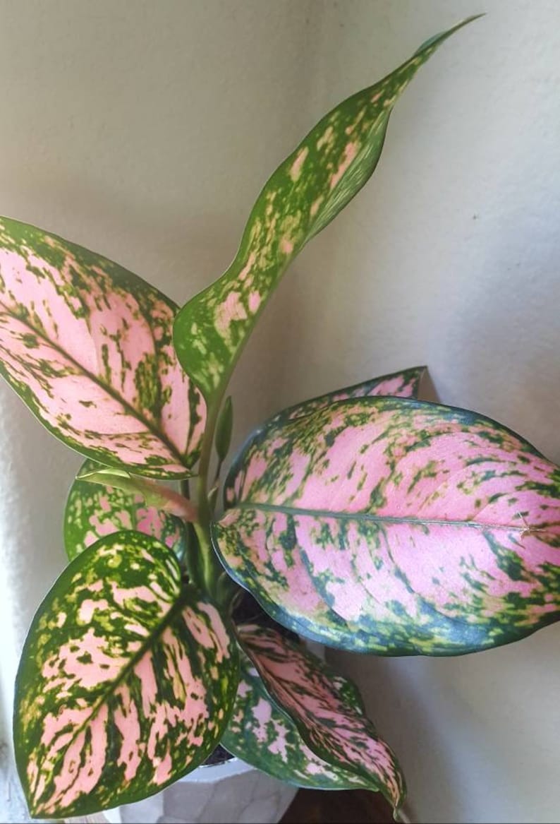 /'Chinese Evergreen/' Aglaonema /'Lady Valentine/'