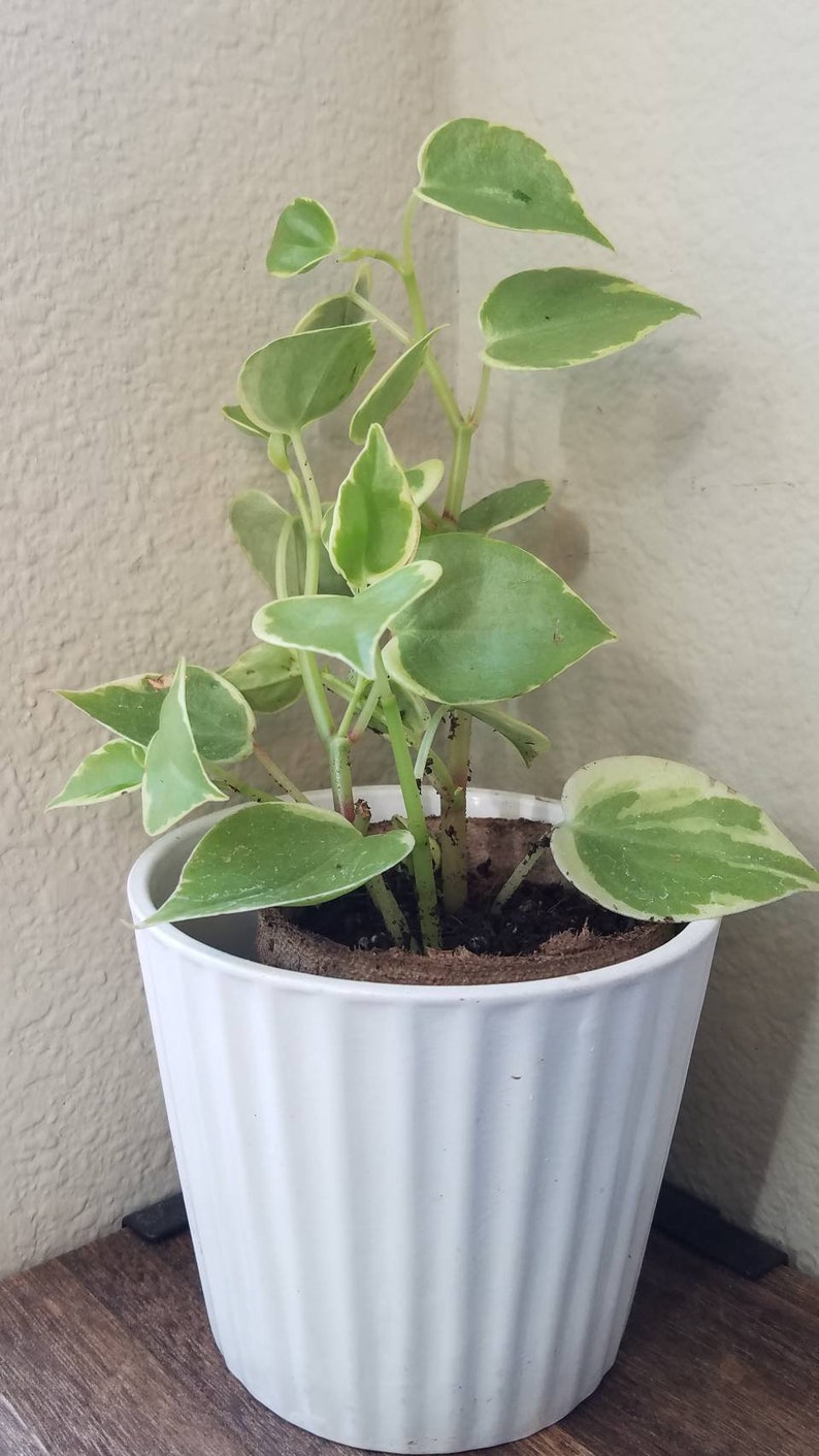 Peperomia Scandens /'Variegata/'