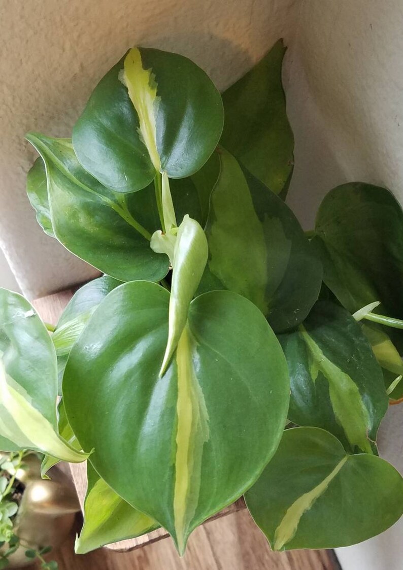Philodendron Brasil image 1