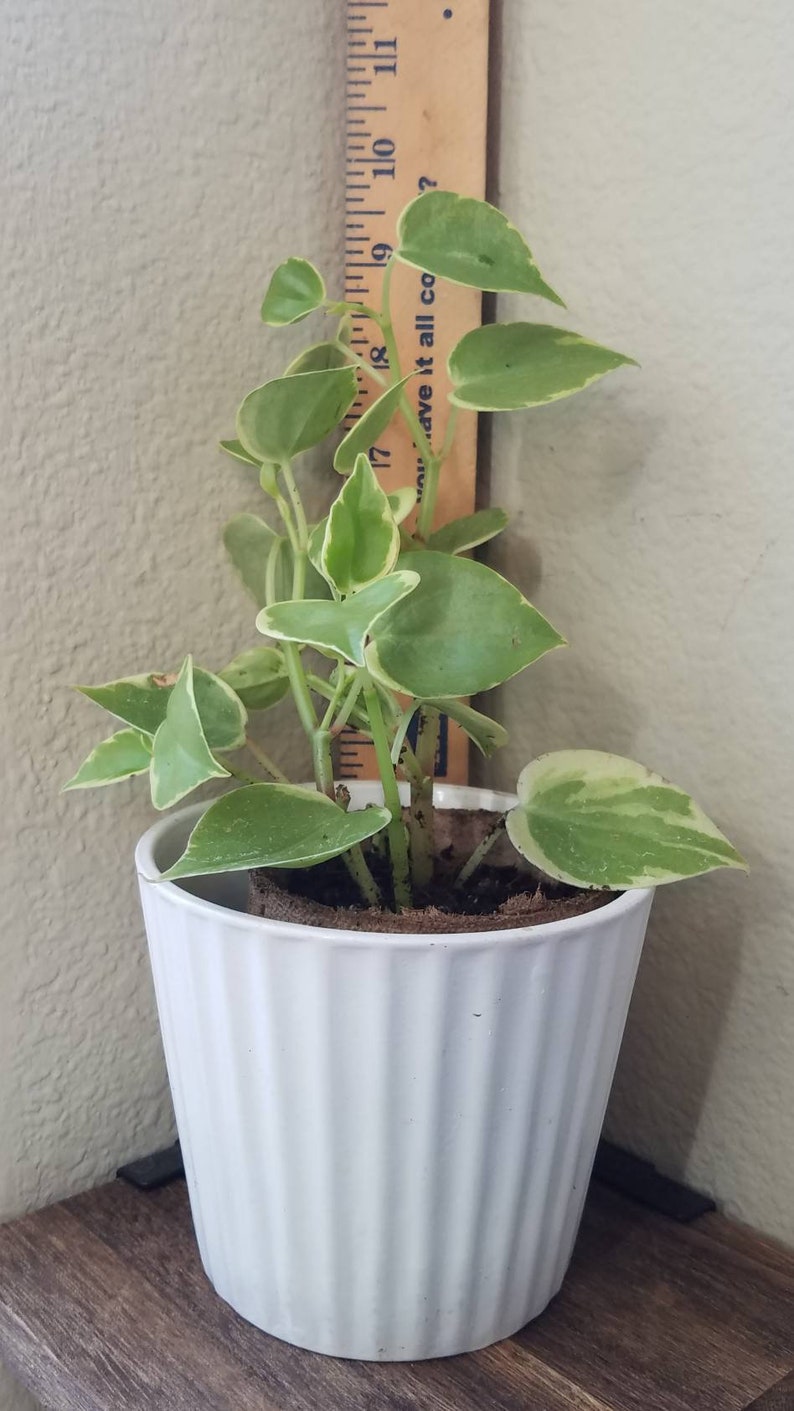 Peperomia Scandens /'Variegata/'
