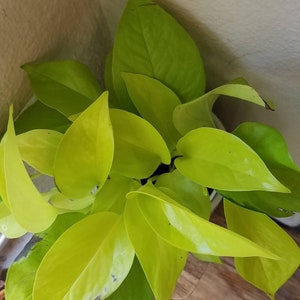 Neon Pothos Epipremnum Aureum.