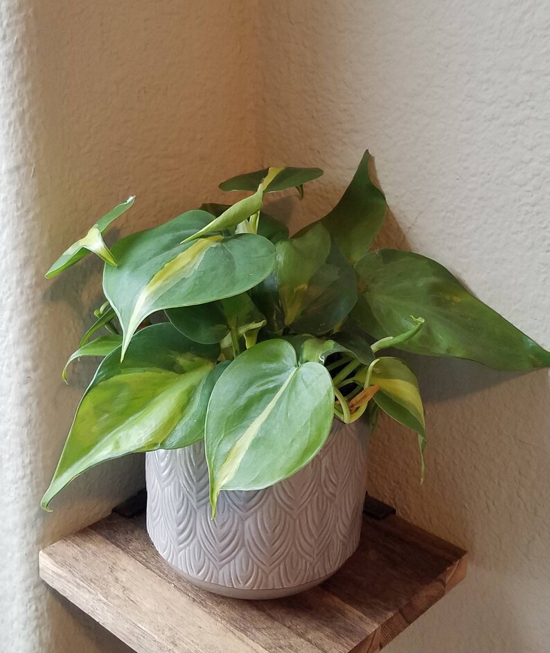 Philodendron Brasil image 0