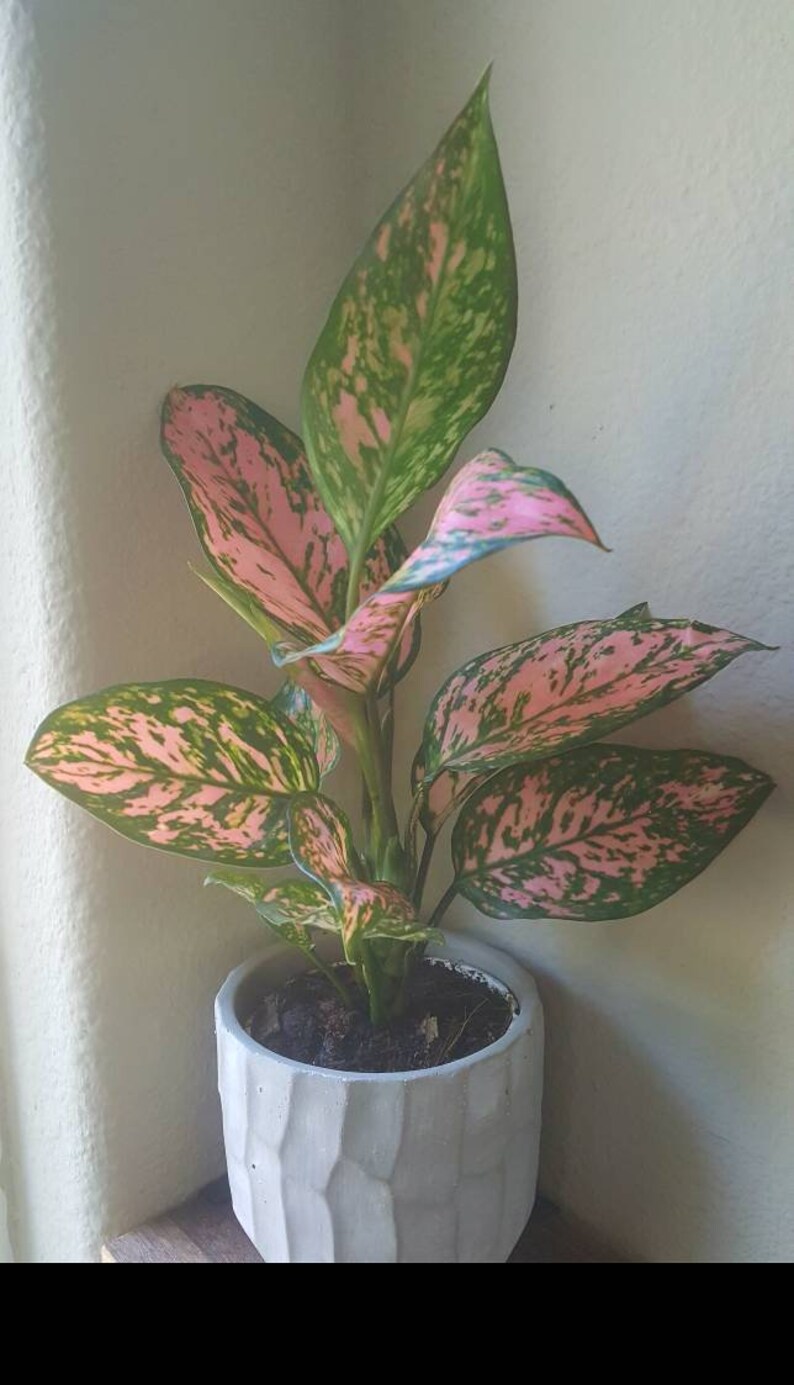 /'Chinese Evergreen/' Aglaonema /'Lady Valentine/'