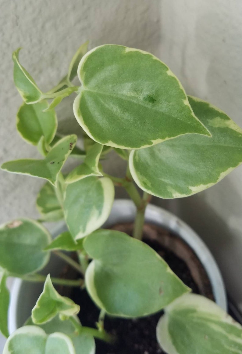 Peperomia Scandens /'Variegata/'
