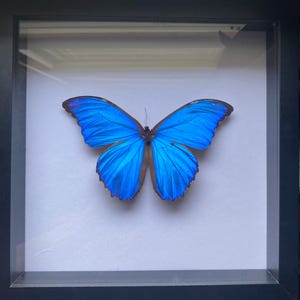Real Framed Blue Morpho Butterfly 10x10 Frame