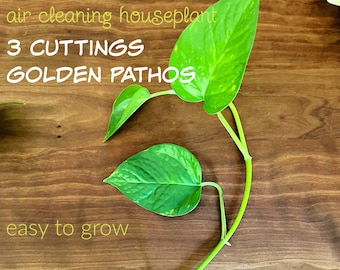 3 CUTTINGS of GOLDEN POTHOS *** air purifying house plant