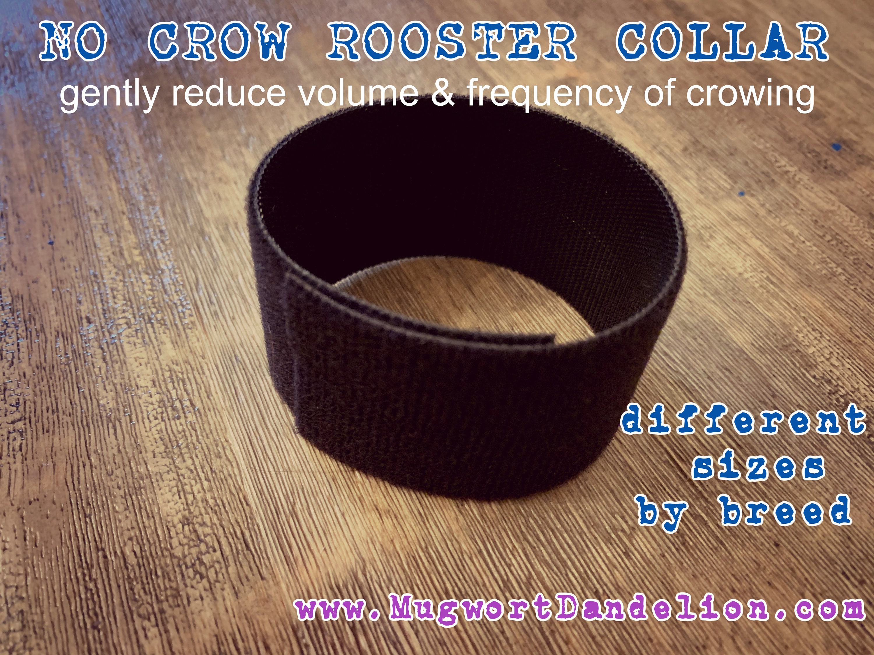 NO CROW ROOSTER Collar Etsy