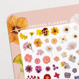 Pressed Flowers • Waterslide Nail Decal Set • Flowers & Doodle Nail Art