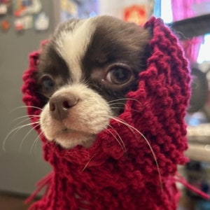 May include: A small brown and white chihuahua puppy wearing a red knitted scarf with fringe. The scarf is covering the puppy's ears and neck.