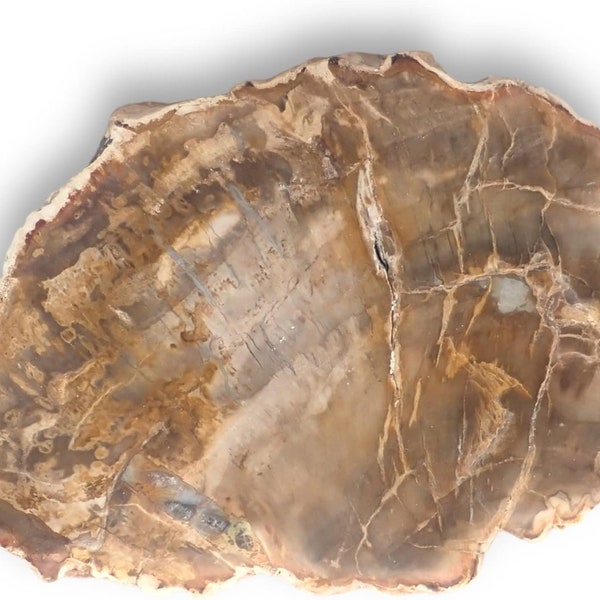 Petrified Wood Natural slabs Two Sizes Small or Large with Stand. Irregular Rock Coaster Chakras for Healing Strength Beauty.